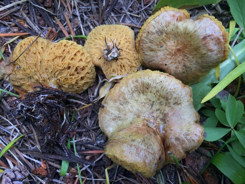 Suillus megaporinus image