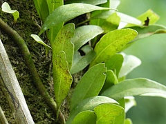 Pyrrosia
