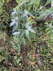 Buddleja davidii