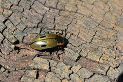 Iphiclus quadrisignatus