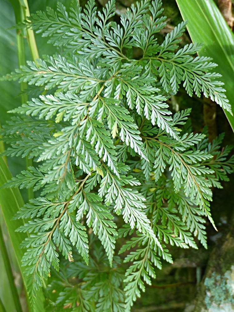 Davallia fejeensis