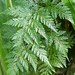 Rabbit's Foot Fern - Photo (c) John B, some rights reserved (CC BY-NC), uploaded by John B