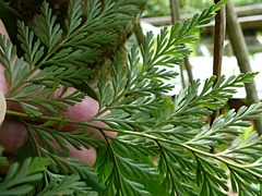 Davallia fejeensis