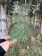 Pinus sylvestris
