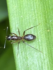 Camponotus