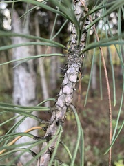 Pinus sylvestris