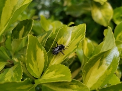 Alloscirtetica tristrigata