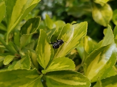 Alloscirtetica tristrigata