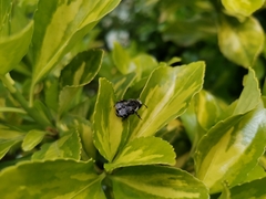 Alloscirtetica tristrigata