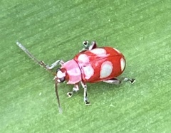 Omophoita sexnotata