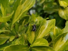 Alloscirtetica tristrigata