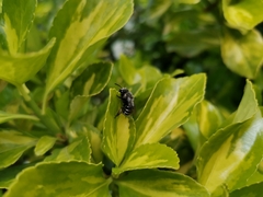 Alloscirtetica tristrigata