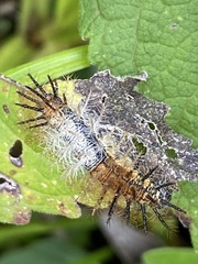 Actinote
