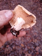 Hydnum subolympicum