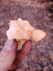 Hydnum subolympicum