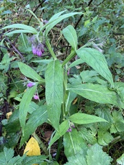 Symphytum officinale