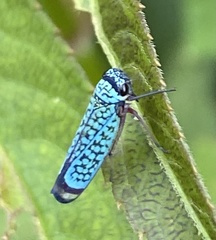Versigonalia ruficauda