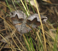 Scotopteryx moeniata
