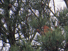 Loxia pytyopsittacus