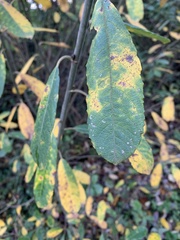 Salix