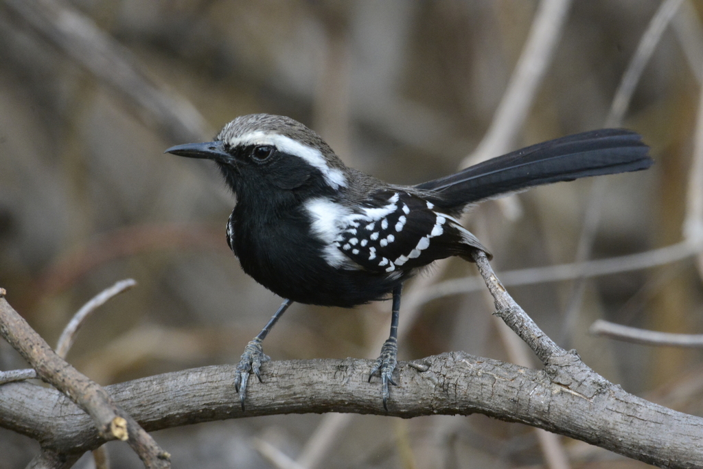 Black-bellied Antwren (Formicivora melanogaster) photo