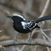 Black-bellied Antwren - Photo (c) Frederico Acaz Sonntag, some rights reserved (CC BY-NC), uploaded by Frederico Acaz Sonntag