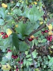 Crataegus monogyna