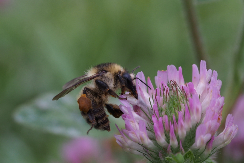 Cousinly Bumble Bee from Sapporo-shi, Hokkaido Prefecture, Japan on ...