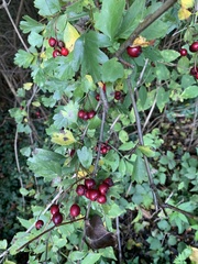 Crataegus monogyna
