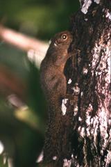 Microsciurus flaviventer