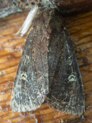Apamea cogitata
