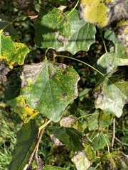 Populus tremula