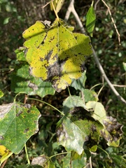Populus tremula