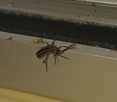 Epicauta floydwerneri