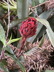Bromeliaceae
