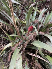 Bromeliaceae