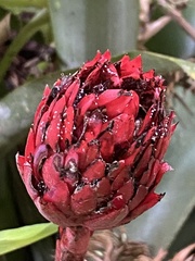Bromeliaceae