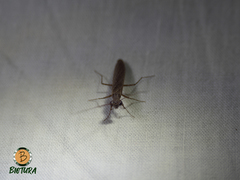 Perlamantis alliberti