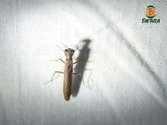 Perlamantis alliberti