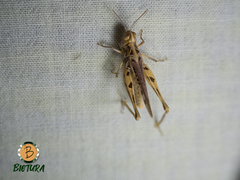 Dociostaurus maroccanus