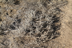 Artemisia arbuscula