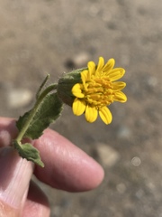 Simsia foetida