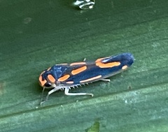 Subrasaca nigriventris