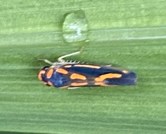 Subrasaca nigriventris