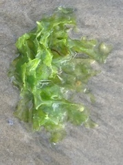 Ulva californica