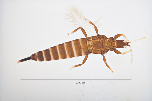 Cuban laurel thrips
