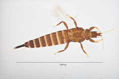 Cuban Laurel Thrips