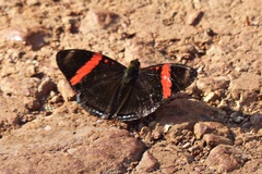 Adelpha lycorias lycorias