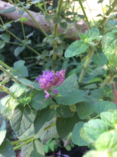 Photo of Common Spiny Flower Mantis (Pseudocreobotra wahlbergi)