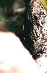 Microsciurus flaviventer